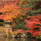紅の葉