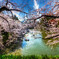 桜花絢爛