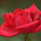深紅の薔薇