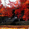 大國寺の本堂と椛
