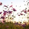 夕暮れの秋桜