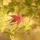 はじまりの紅葉