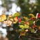 紅葉の始まり、見つけた！