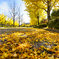 秋的情景～金色の絨毯～
