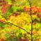 踊る紅葉 Ⅱ