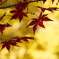 浮遊する紅葉