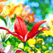 Dream flowers