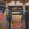宇治の紅葉