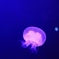クラゲ