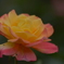 薔薇