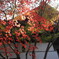 寺の紅葉