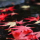 永源寺ダム　紅葉2