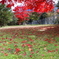 永源寺ダム　紅葉4