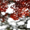秋紅