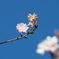 十月桜