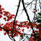 紅と黒