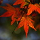 紅葉♪