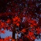 Redleaves
