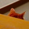 猫耳のみ
