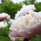 芍薬