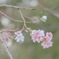 おはようの四季桜
