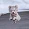 飛び犬