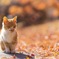 ねこ　秋