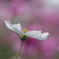 秋桜