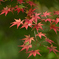 紅葉の流れ