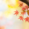 移ろう秋色。。♪