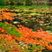 水辺の紅葉