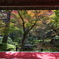 京都紅葉圓光寺