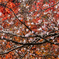 燃える十月桜