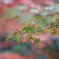 青紅葉