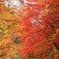 紅の競演