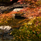 八重滝の紅葉