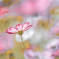 秋桜畑
