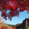 紅葉の季節