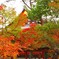 毘沙門堂の紅葉