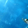 美ら海水族館