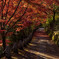 吉野紅葉坂