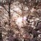 花は桜