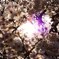 花は桜