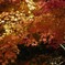 黄から紅へ