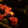 紅葉2019（2）