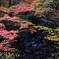 紅葉2019（3）