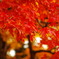 全くの初心者が撮る紅葉