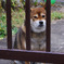 柴犬氏