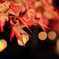 紅葉ライトアップ