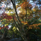 奈良公園